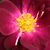 Ljubičasta  - Floribunda ruže - Forever Royal